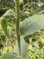 Image de Silphium mohrii Small