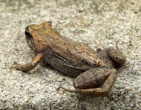 Image de Cacosternum nanum Boulenger 1887