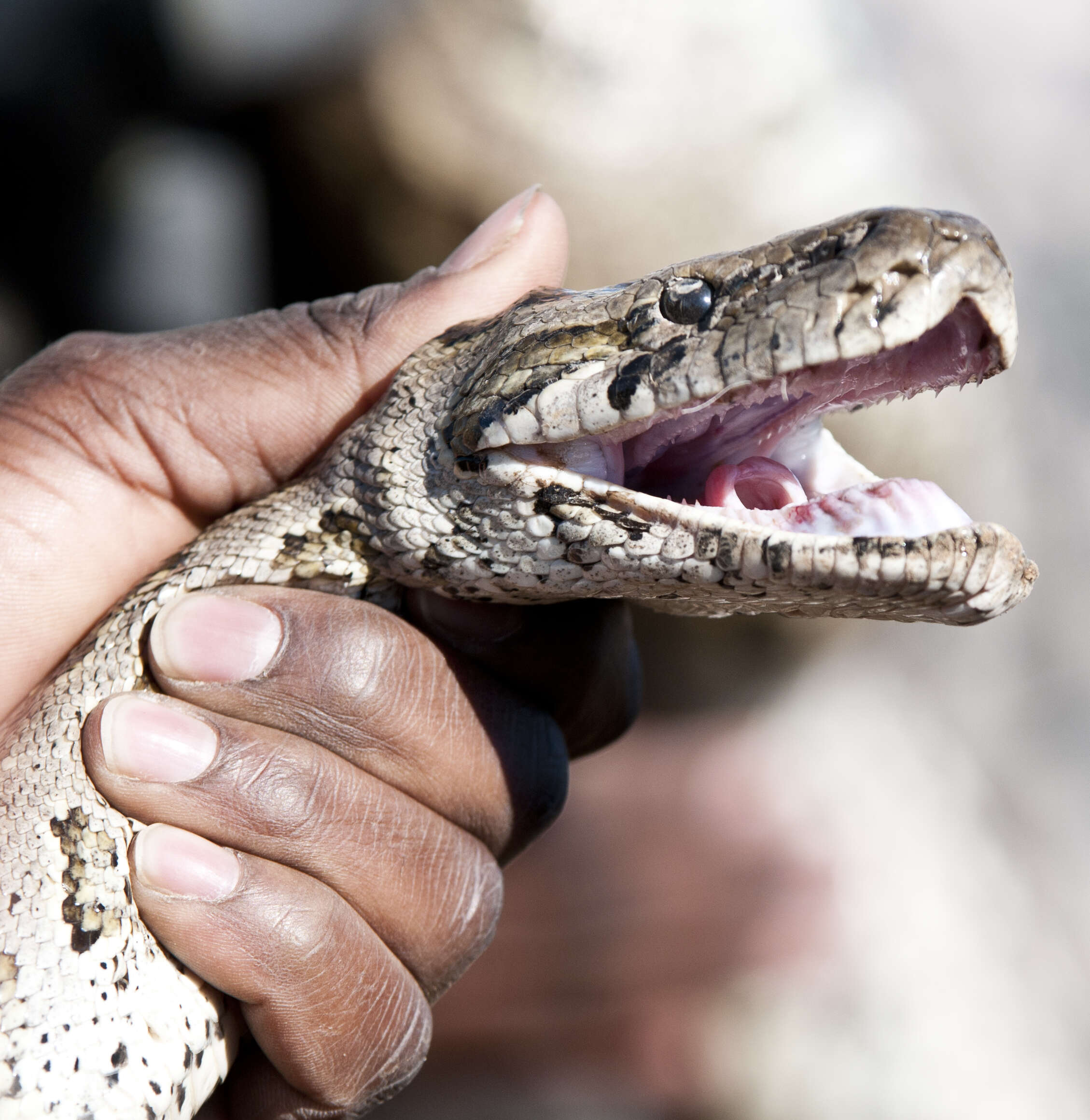 Image of African rock python