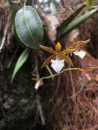 Image of Prosthechea hastata (Lindl.) W. E. Higgins