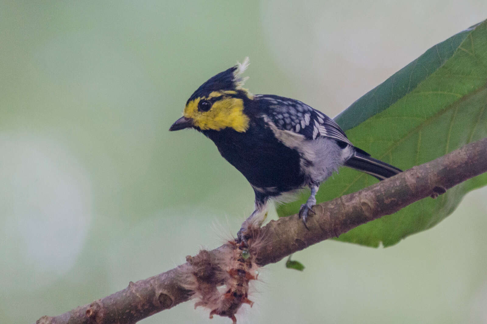 Image of Yellow-cheeked Tit