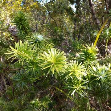 Sivun Halocarpus kirkii (F. Muell. ex Parl.) Quinn kuva