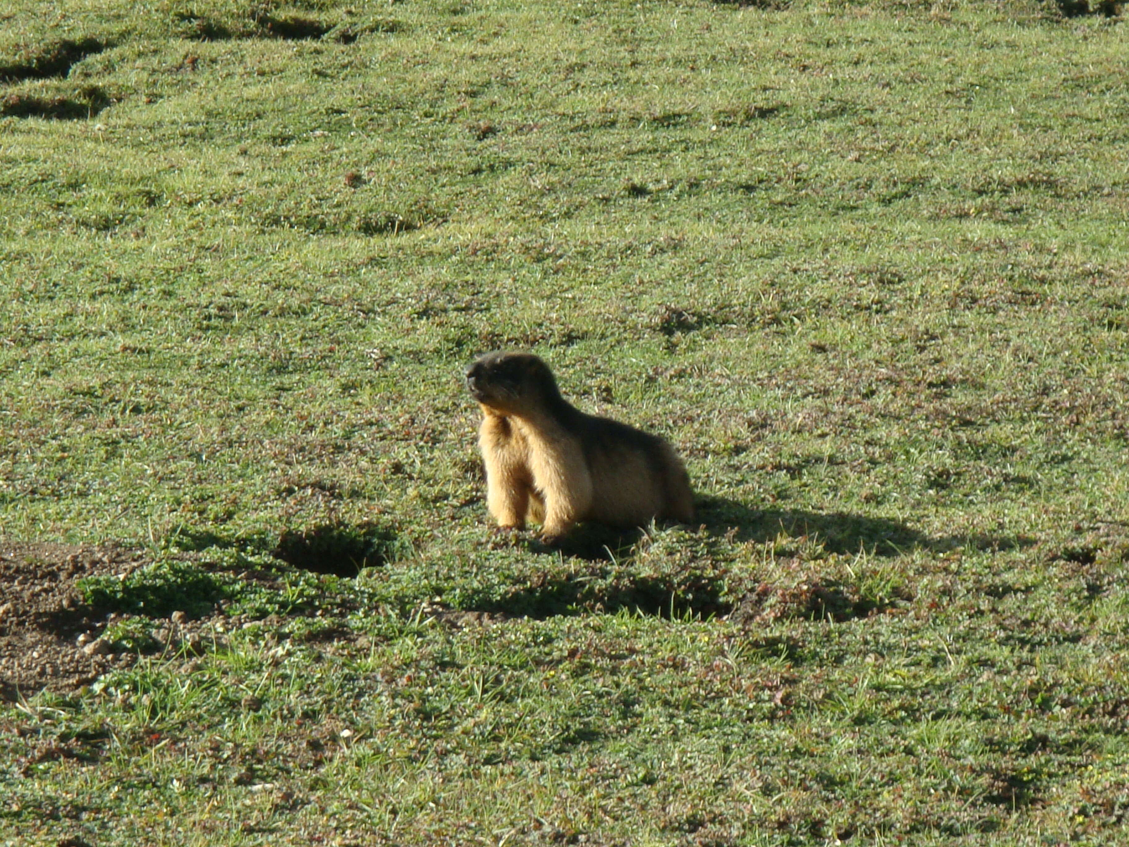 Image of Marmot