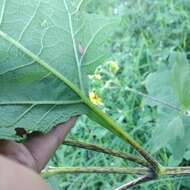 Smallanthus maculatus (Cav.) H. Rob. resmi