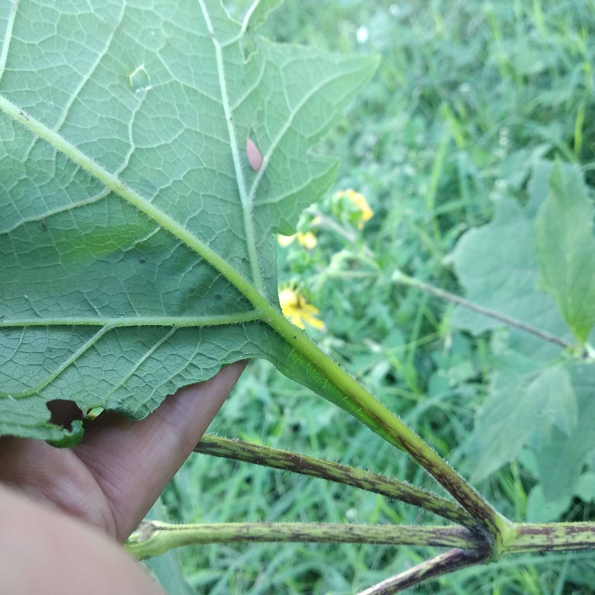 Smallanthus maculatus (Cav.) H. Rob. resmi