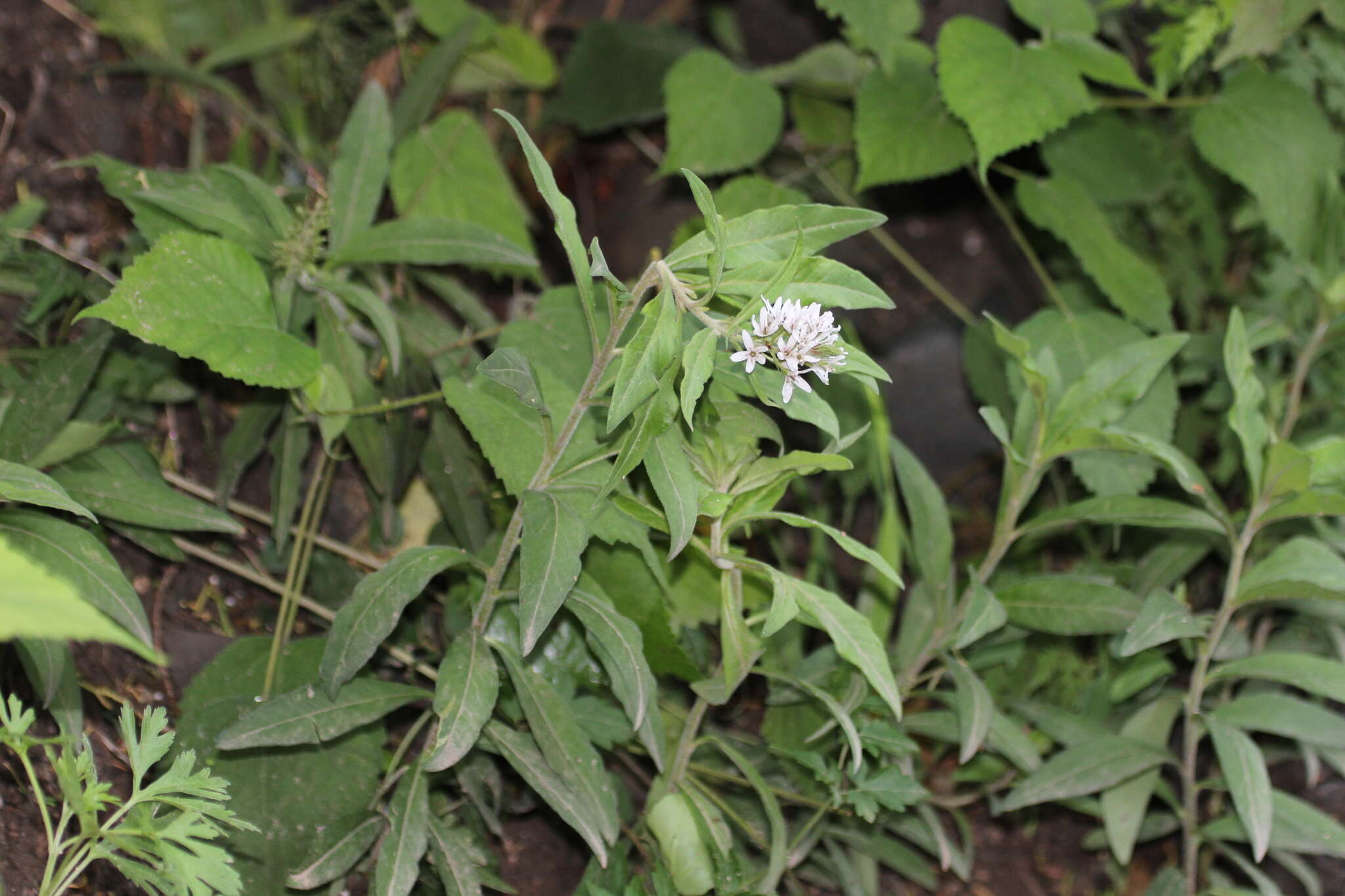 Lysimachia barystachys Bunge resmi