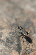 Plancia ëd Cicindela (Cicindelidia) rufiventris rufiventris Dejean 1825