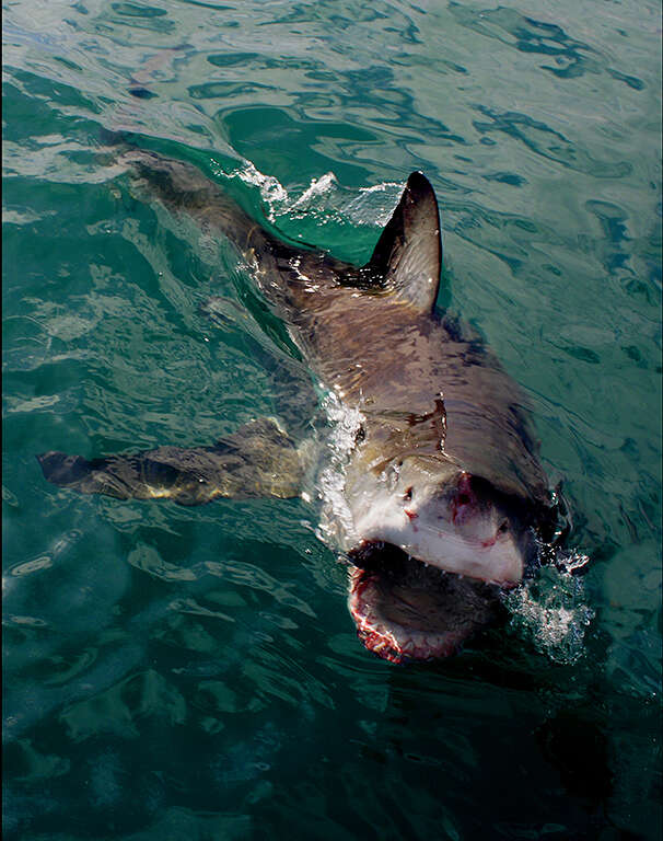 Image of Carcharodon