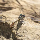 Imagem de Austroepigomphus turneri (Martin 1901)