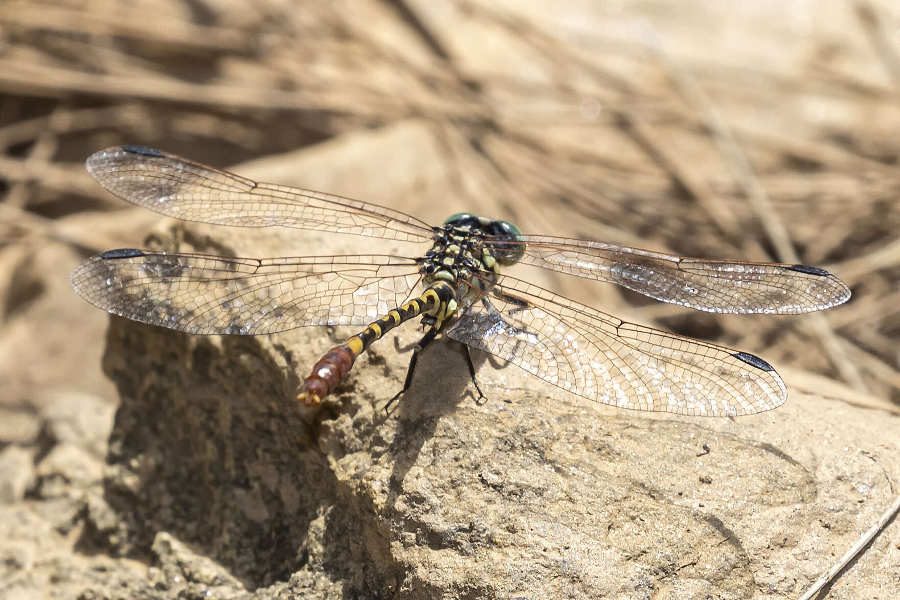 Image of Austroepigomphus turneri (Martin 1901)