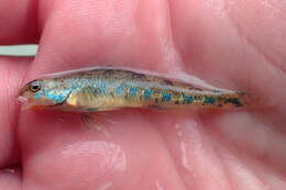 Image of Cumberland darter