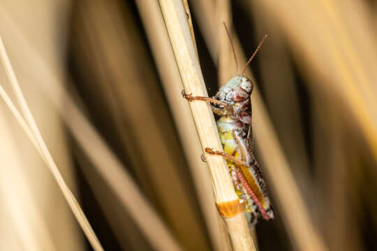 Image of Dawson grasshopper