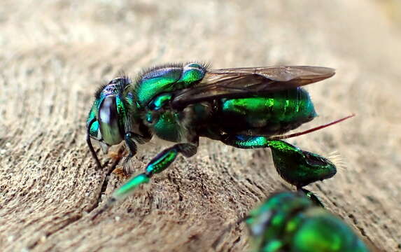 Слика од Euglossa imperialis Cockerell 1922