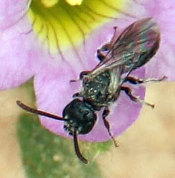 Image of Sphecodosoma Crawford 1907