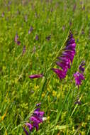 Image of Turkish Marsh Gladiolus