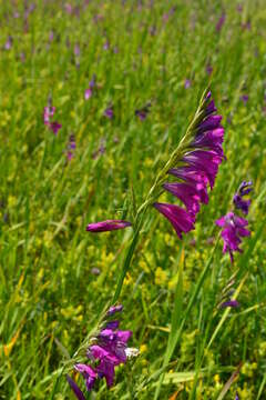 Image of Turkish Marsh Gladiolus