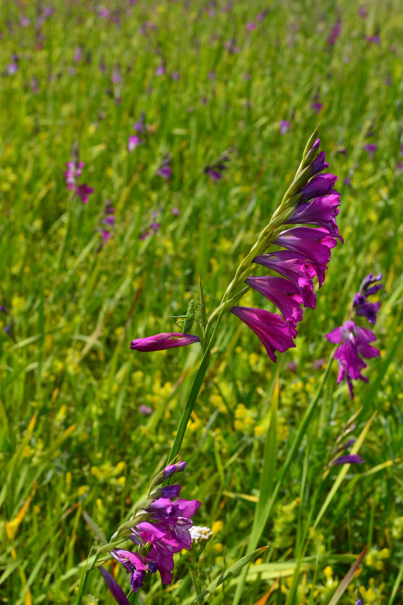 Слика од Gladiolus imbricatus L.