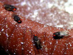 Image of Pomace fly