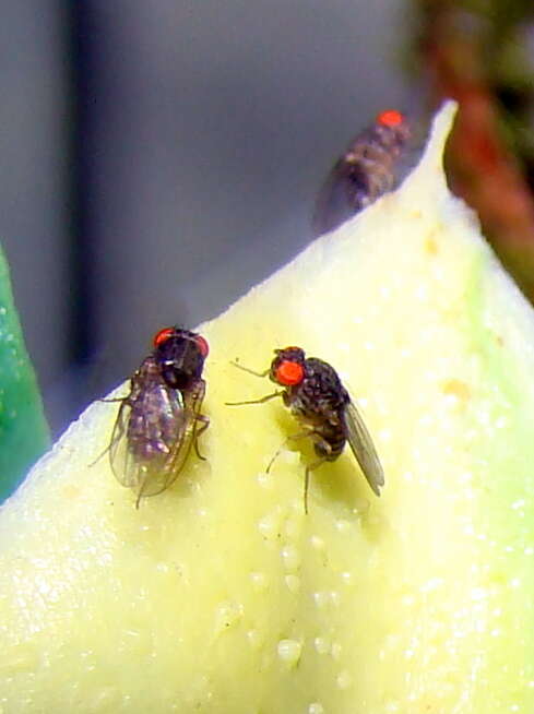 Image of Pomace fly