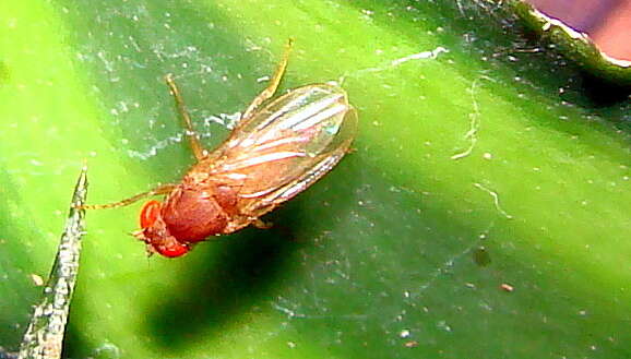 Image of fruit fly