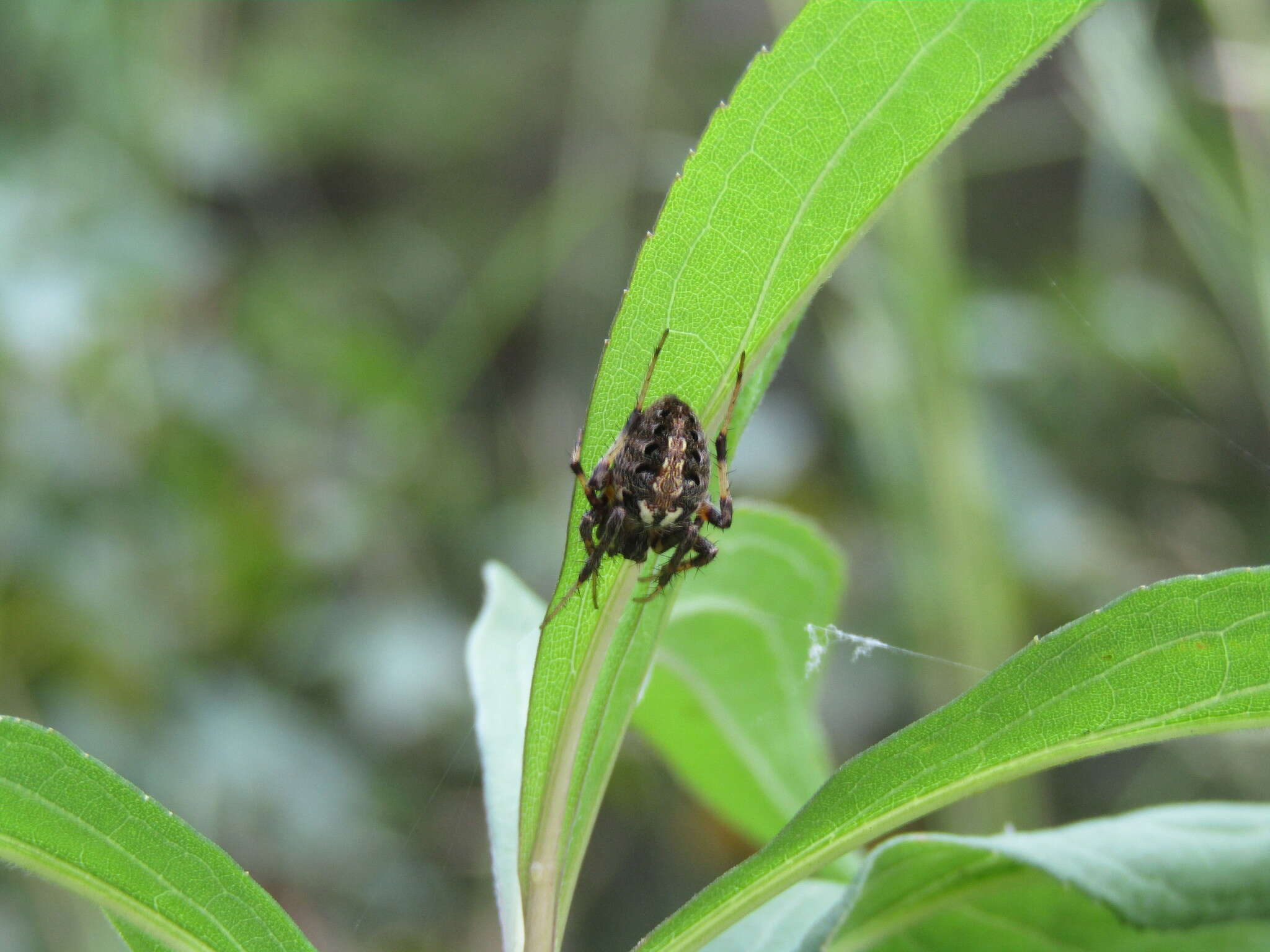 Image of Arabesque Orbweaver