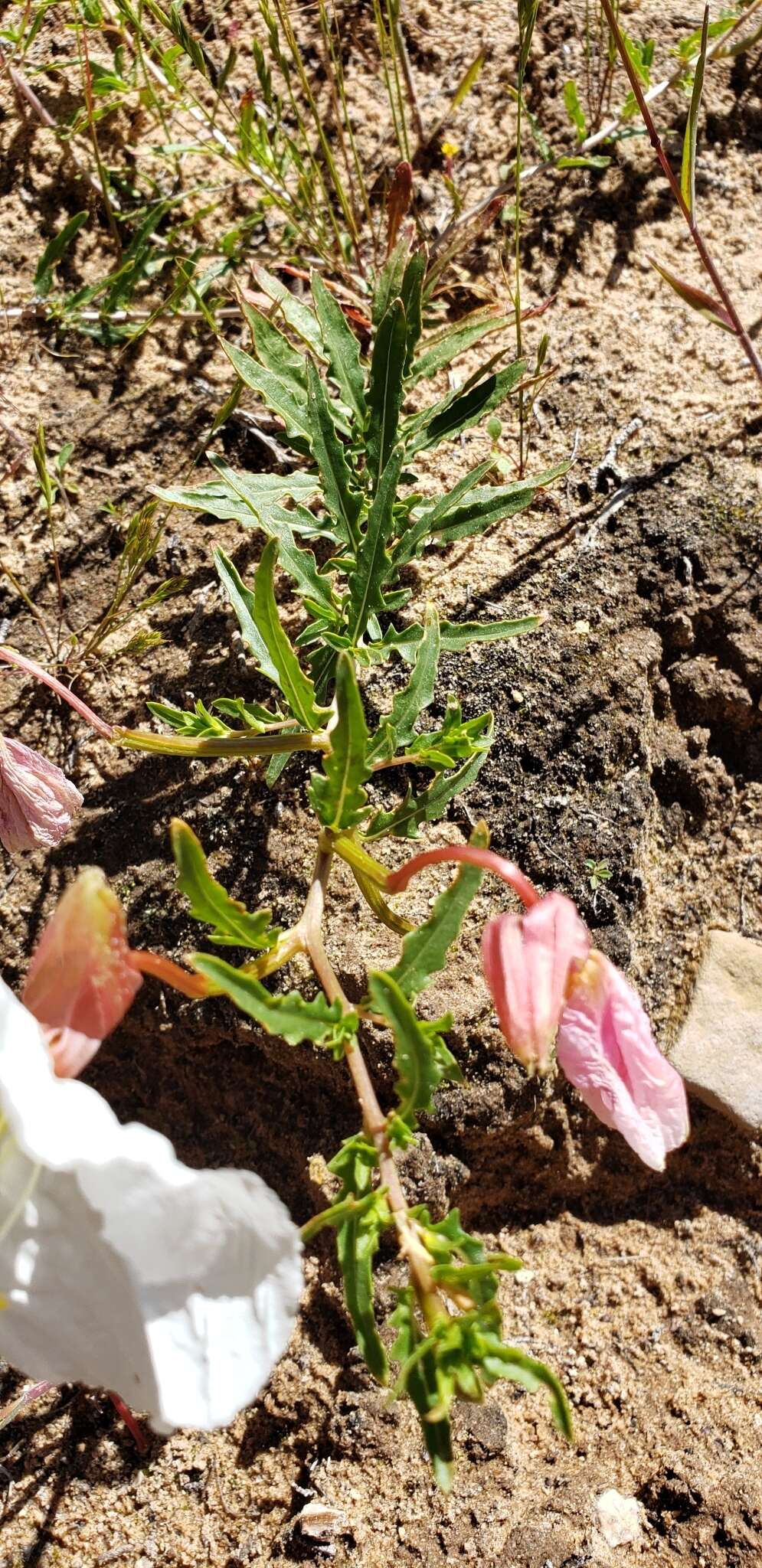 Слика од Oenothera pallida Lindl.