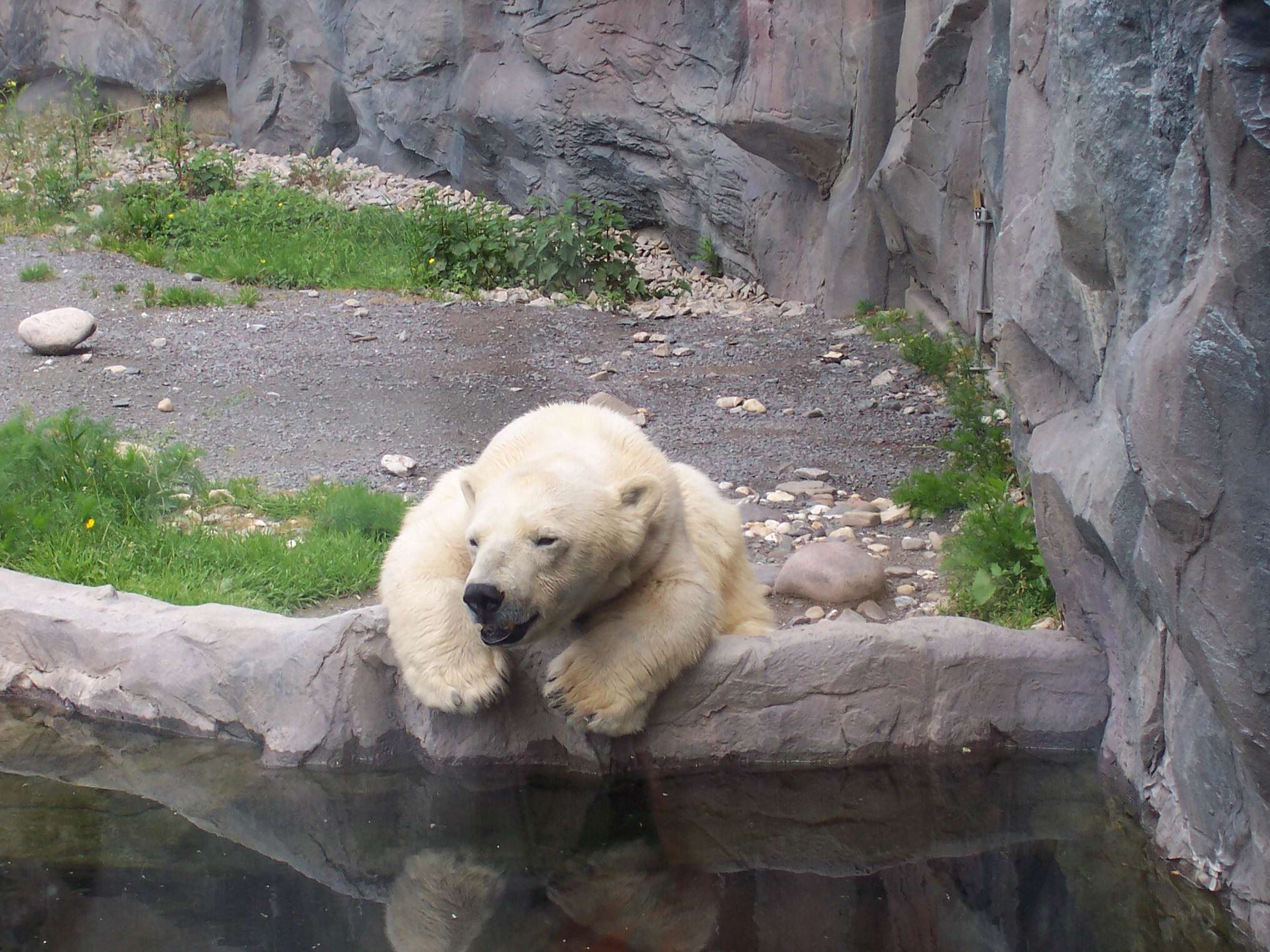 Imagem de urso-polar