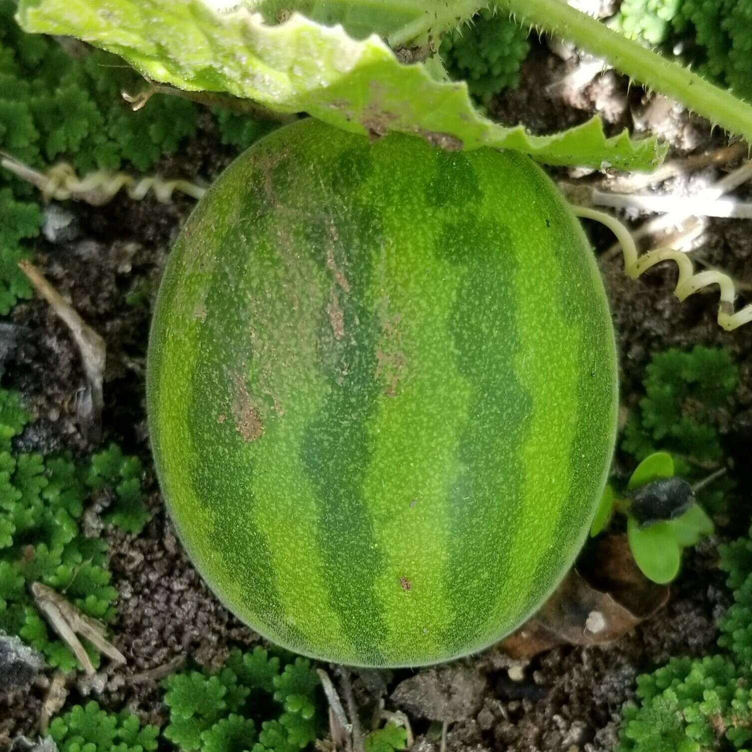 Image of Cucumis melo var. agrestis Naudin