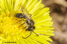 Image of Andrena praecox (Scopoli 1763)