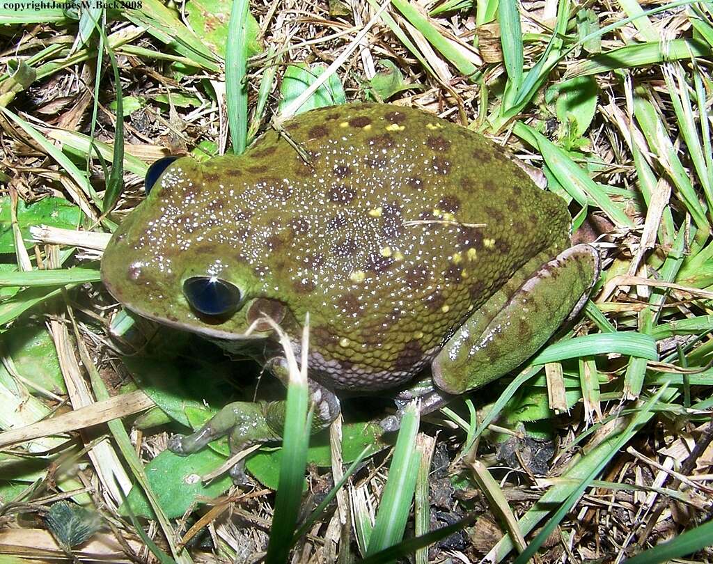 Image of Barking Treefrog