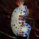 Image of Cape dorid