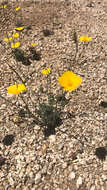 Image of Eschscholzia androuxii Still