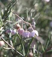 Imagem de Guichenotia ledifolia J. Gay