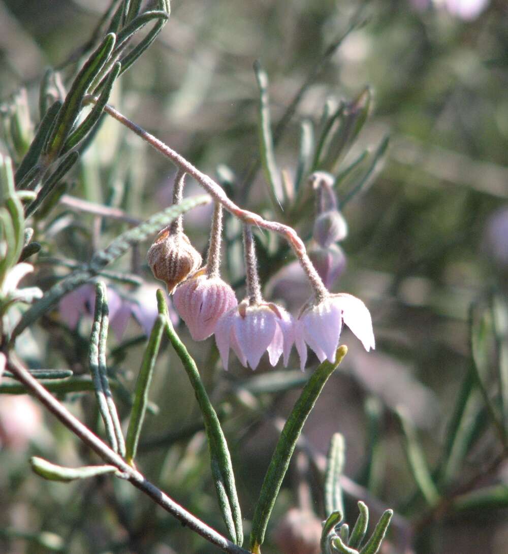Imagem de Guichenotia ledifolia J. Gay