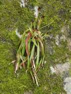 Image of Hedgehog Wood-Rush