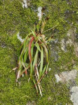 Luzula echinata (Small) F. J. Hermann resmi