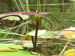 Image of Rudge's Water-Lily