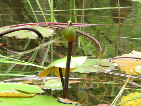 Imagem de Nymphaea rudgeana G. F. W. Mey.