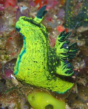 Image of Fat green slug