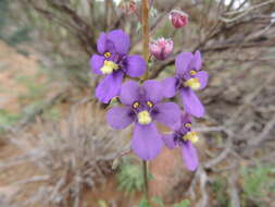 Image of Diascia alonsooides Benth.