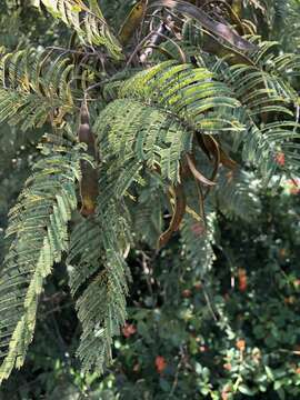 Image of Common hook-thorn Acacia