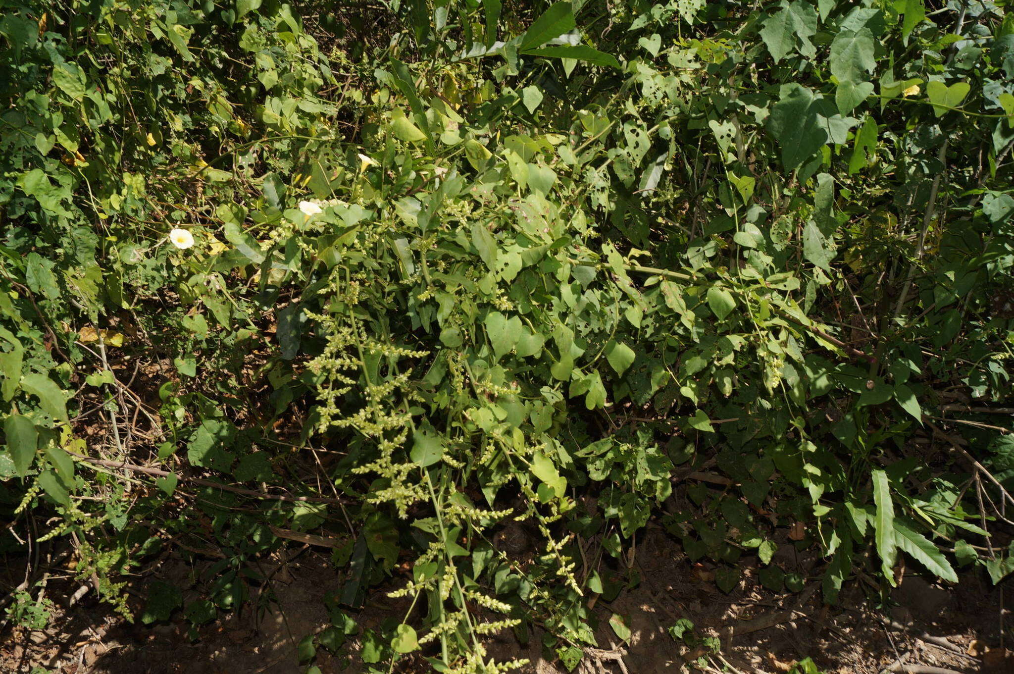 Imagem de Ipomoea microsepala Benth.