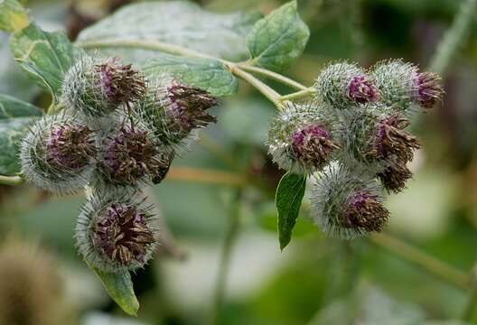 Image of woolly burdock