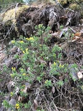 Imagem de Genista pilosa L.