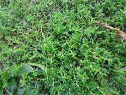 Polygonum arenastrum Boreau resmi