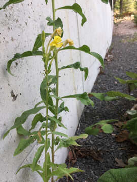 Imagem de Oenothera parviflora L.