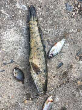 Image of Spotted snakehead