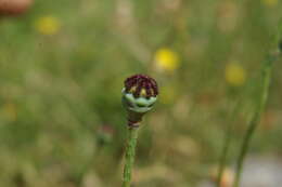 Image of Papaver tuberculatum V. I. Dorof. & Murtaz.