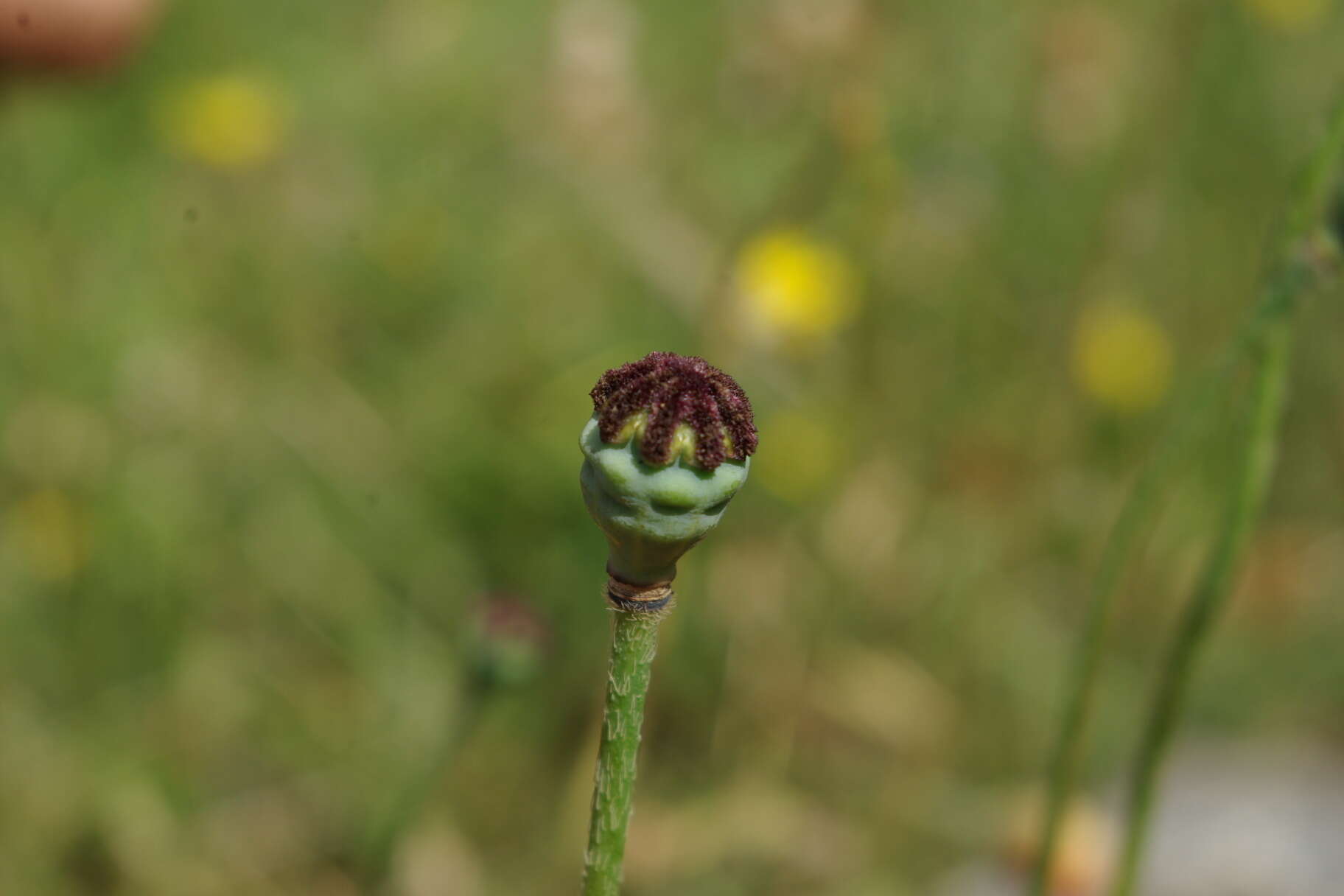 Image of Papaver tuberculatum V. I. Dorof. & Murtaz.