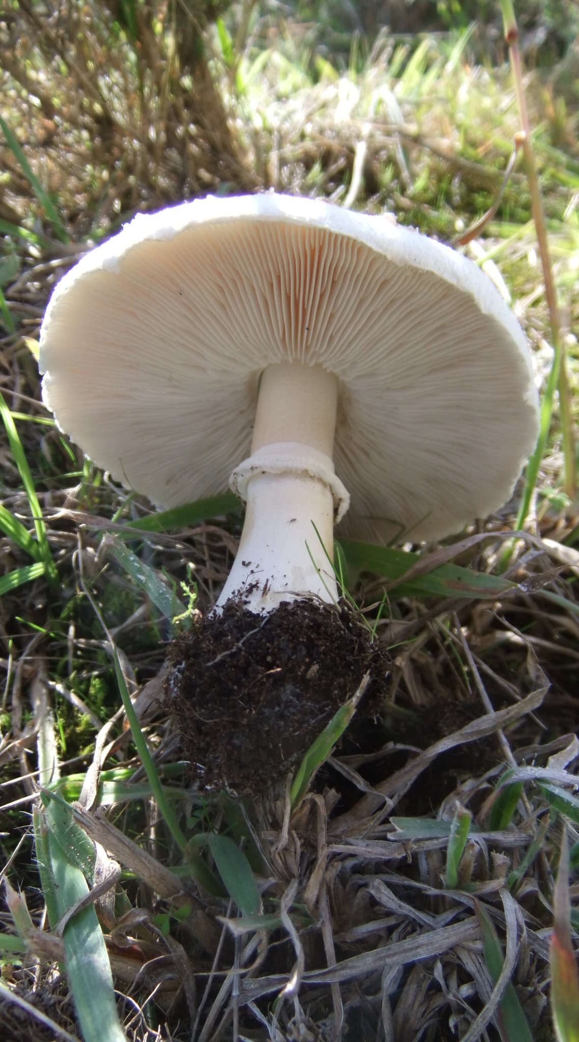 Image of Macrolepiota zeyheri Heinem. 1962